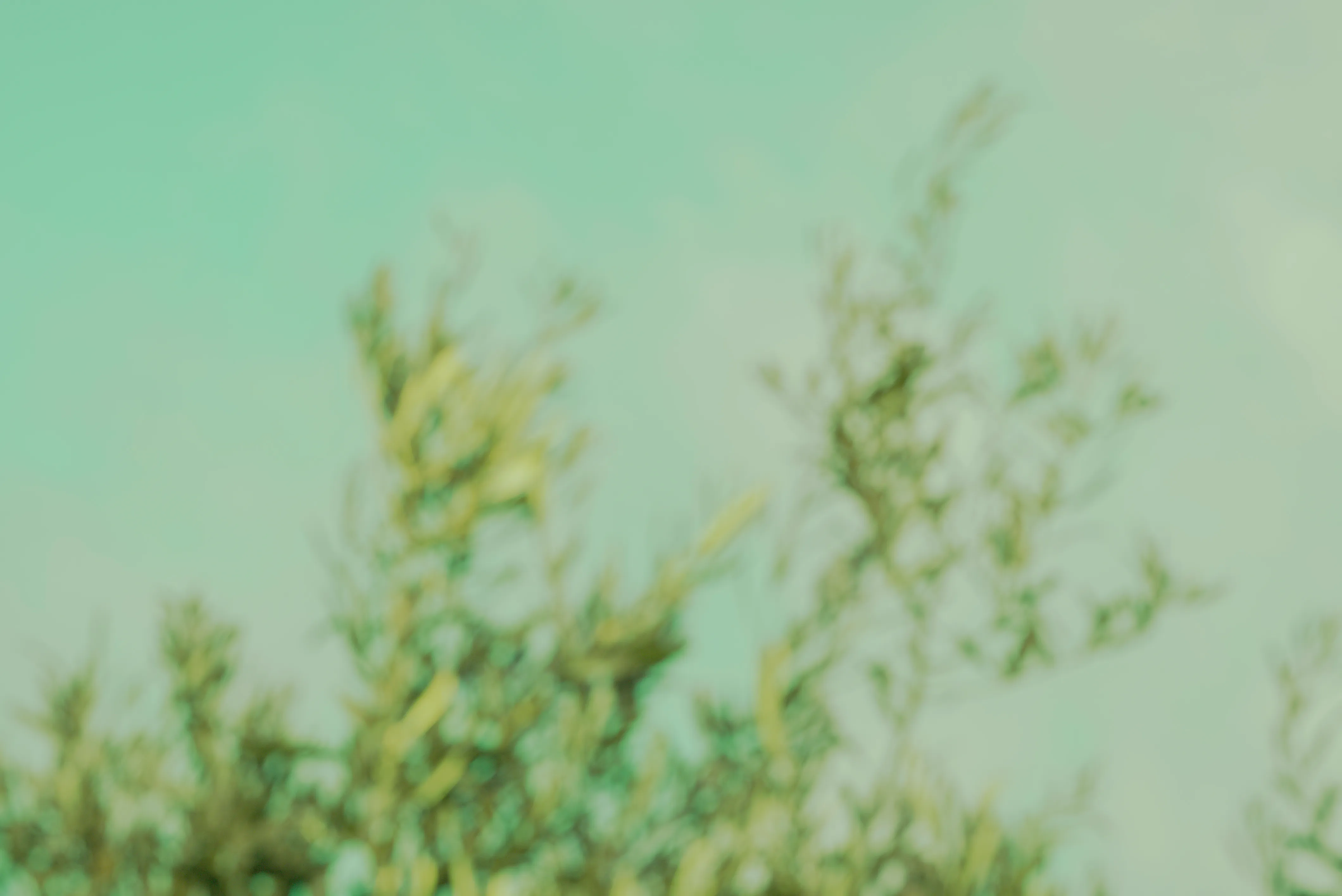 Portrait Sonore